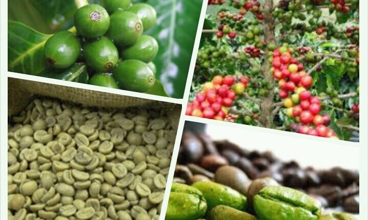 Kahvede Küf Bulunur Mu? Küf Sağlığa Zararlı Mıdır, Nasıl Önlenebilir?