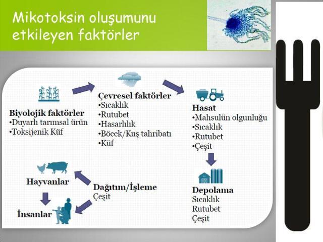 Kahvede Küf Bulunur Mu? Küf Sağlığa Zararlı Mıdır, Nasıl Önlenebilir?