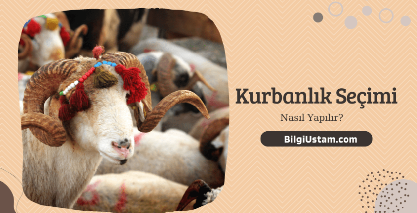 Kurbanlık Nasıl Seçilir?