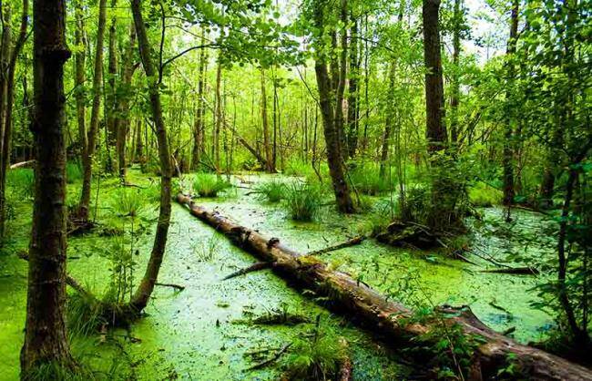 Sulak Alan Ekosistemleri ve Sulak Alanların Önemi
