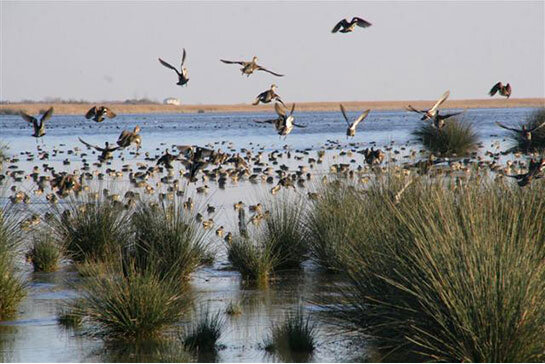 Sulak Alan Ekosistemleri ve Sulak Alanların Önemi