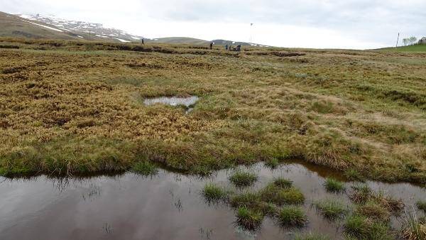 Sulak Alan Ekosistemleri ve Sulak Alanların Önemi