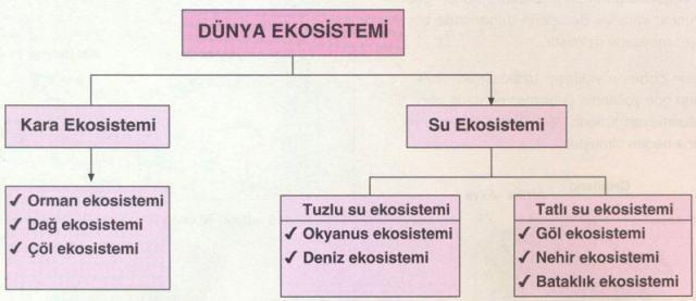 Su Ekosistemleri, Çeşitleri ve İşlevleri
