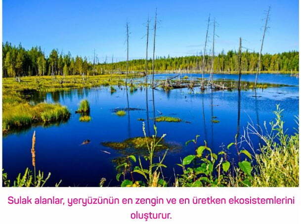 Su Ekosistemleri, Çeşitleri ve İşlevleri