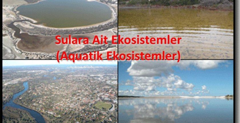 Su Ekosistemleri, Çeşitleri ve İşlevleri