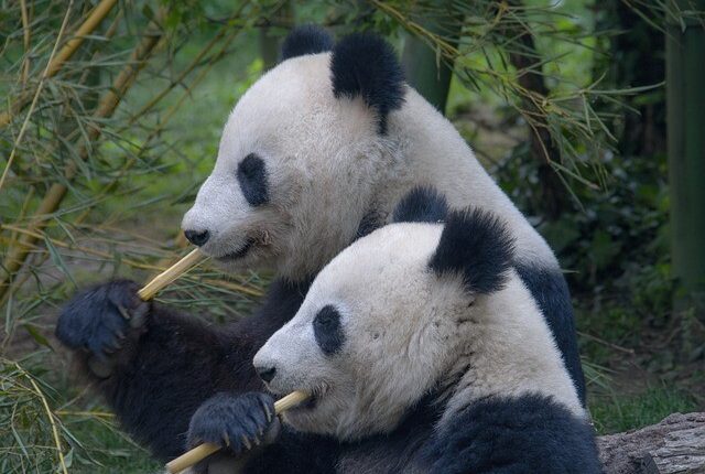 En Sevimli 10 Hayvan