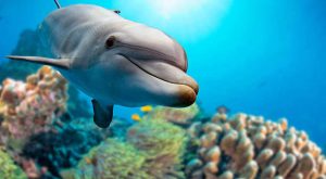 Zorlu Okyanus Şartlarında Canlılar Nasıl Yaşar ?