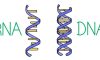 RNA Hibridizasyonu Nedir?