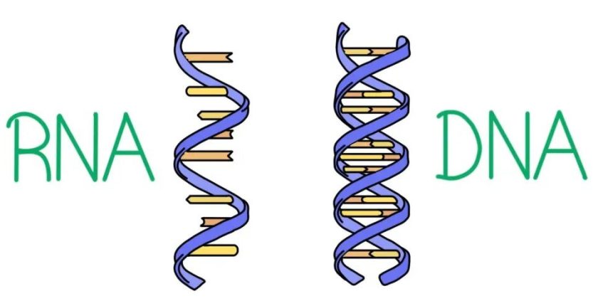 RNA Hibridizasyonu Nedir?