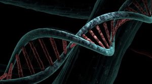 Heterozigot Organizma Nedir?