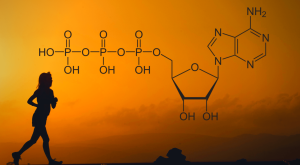 Anaerobik Sistem Nedir?