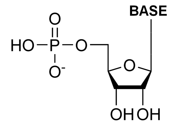 Ribonükleotid Nedir?