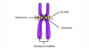 Kinetokor Nedir?