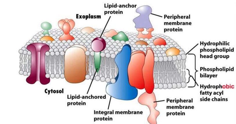 Yüzey Antijeni Nedir?