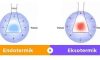 Ekzotermik Reaksiyonlar Nedir?