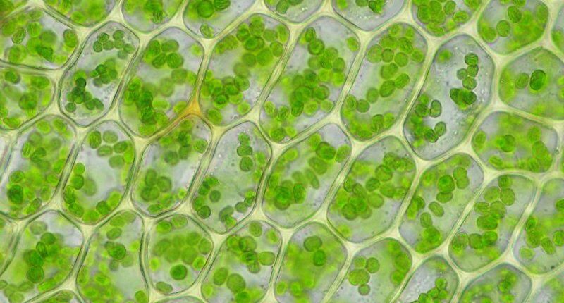 Kloroplast Nedir? Bitkilerin Işıkla Besin Üretme Mucizesi