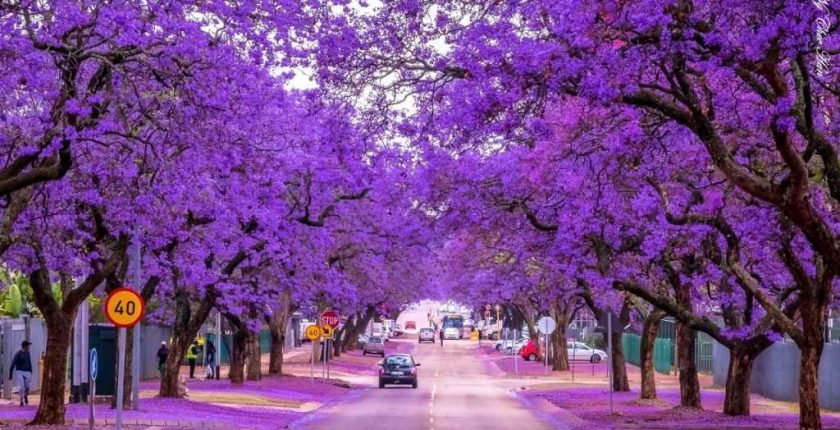 Jakaranda Bitkisi Nedir?