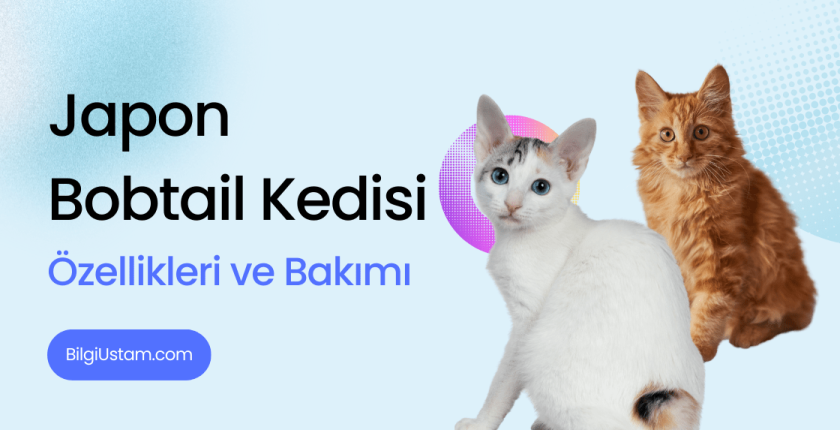 Japon Bobtail Kedisi