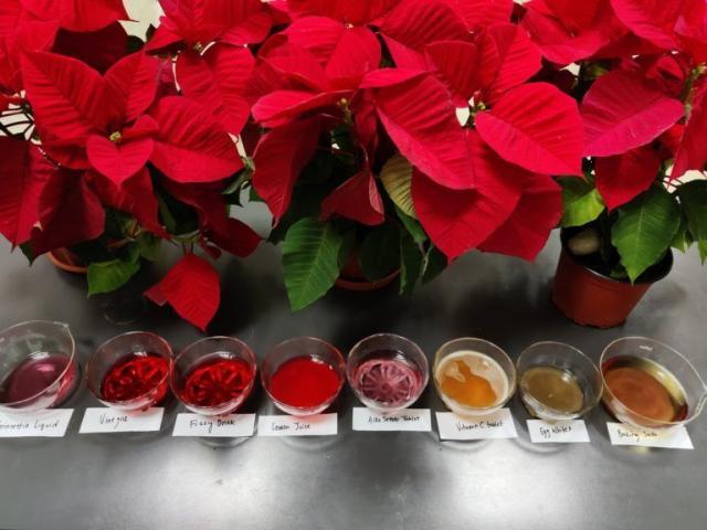 İndikatör Nedir? Evlerde ve Bahçelerde Bulunabilen Doğal pH İndikatörleri Nelerdir?