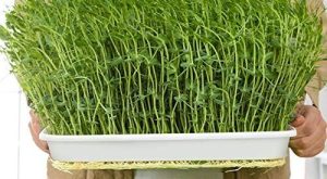 Mikro Yeşillik Nedir? Mikro Yeşillikler Nasıl Yetiştirilir, Faydaları Nelerdir?