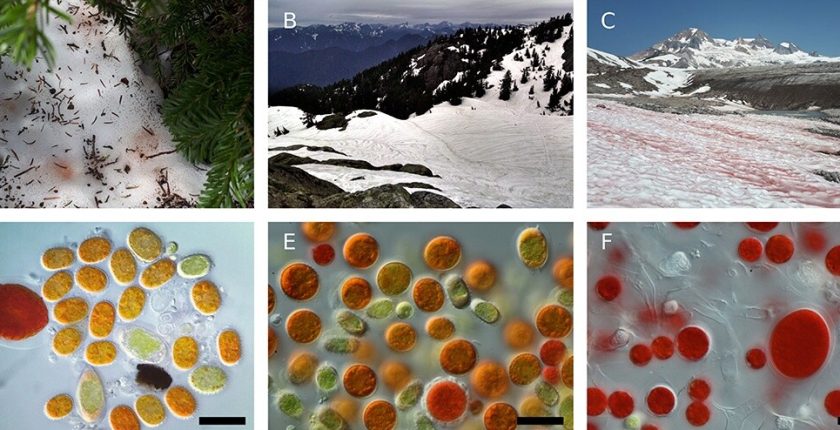 Karpuz Karı Nedir? Yüksek Rakımlarda Karlar Neden Pembeye ya da Kırmızıya Dönüşür?