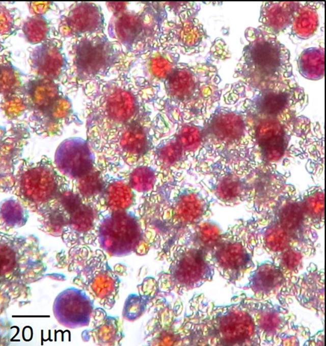 Karpuz Karı Nedir? Yüksek Rakımlarda Karlar Neden Pembeye ya da Kırmızıya Dönüşür?
