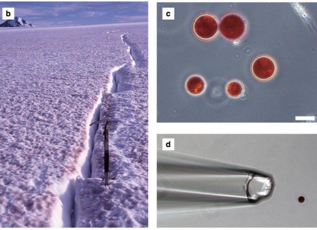 Karpuz Karı Nedir? Yüksek Rakımlarda Karlar Neden Pembeye ya da Kırmızıya Dönüşür?
