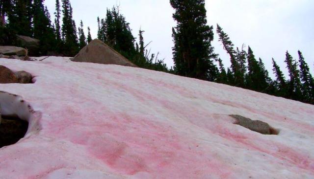Karpuz Karı Nedir? Yüksek Rakımlarda Karlar Neden Pembeye ya da Kırmızıya Dönüşür?
