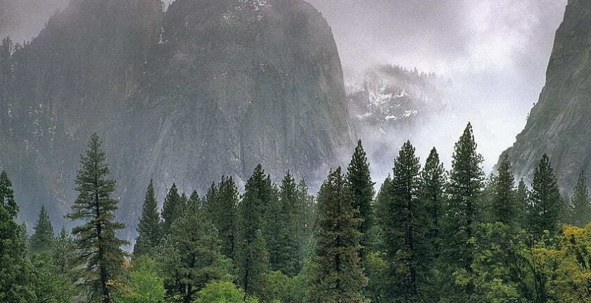 Neden Bazı Ağaçların İğne Yaprakları Vardır?