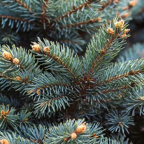 İğne Yapraklı Ormanlar, Coğrafi Konumları, Türleri, Adaptasyonları ve Ekonomik Önemleri