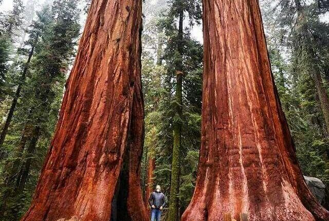 İğne Yapraklı Ormanlar, Coğrafi Konumları, Türleri, Adaptasyonları ve Ekonomik Önemleri