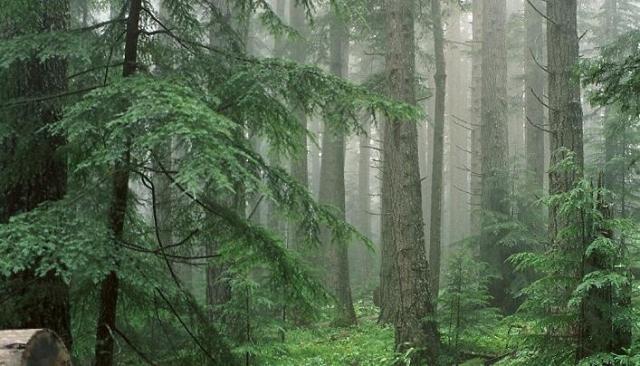 İğne Yapraklı Ormanlar, Coğrafi Konumları, Türleri, Adaptasyonları ve Ekonomik Önemleri