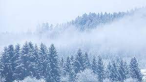 Boreal Ormanlar (Kuzey Ormanları), Konum, İklim, Çeşit ve Özellikleri