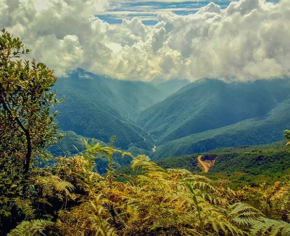 Dünyanın En Büyük 20 Ormanı, Ekolojik Önemleri ve Benzersiz Özellikleri