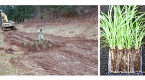 Yeniden Bitkilendirme Nedir? Neden ve Nasıl Yapılır? Teknikleri Nelerdir?