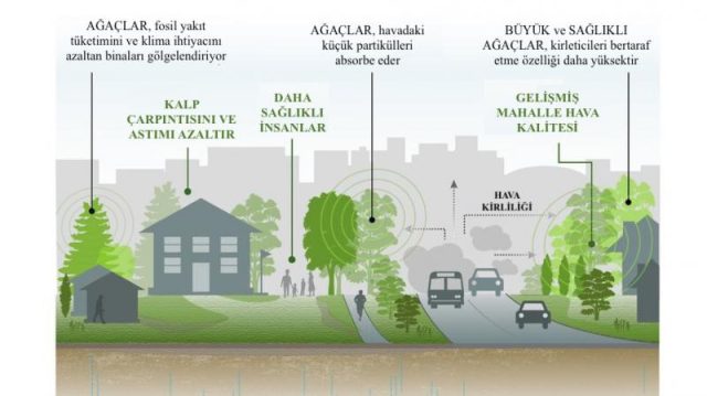 Ağaç Dikmenin Faydaları Nelerdir? İnsanlar ve Şehirler İçin Ağaçlar Neden Bu Kadar Önemlidir?