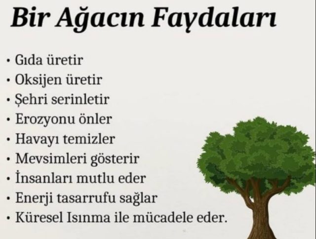 Ağaç Dikmenin Faydaları Nelerdir? İnsanlar ve Şehirler İçin Ağaçlar Neden Bu Kadar Önemlidir?