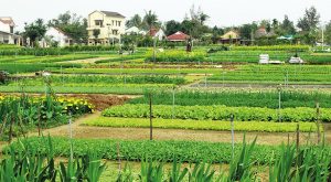 Permakültür Nedir? Permakültürün Kökeni, Etiği, İlkeleri, Faydaları ve Tasarım Araçları Nelerdir?