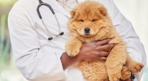 Bordetellosis Nedir? Tanım, Sebepler, Belirtiler ve Tedavi Yöntemleri