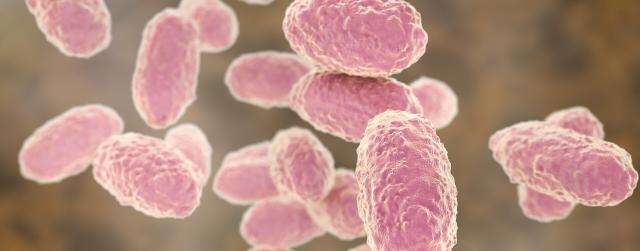 Bordetellosis Nedir? Tanım, Sebepler, Belirtiler ve Tedavi Yöntemleri