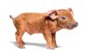 Duroc Domuzu Nasıl Bir Canlıdır?