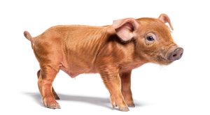 Duroc Domuzu Nasıl Bir Canlıdır?