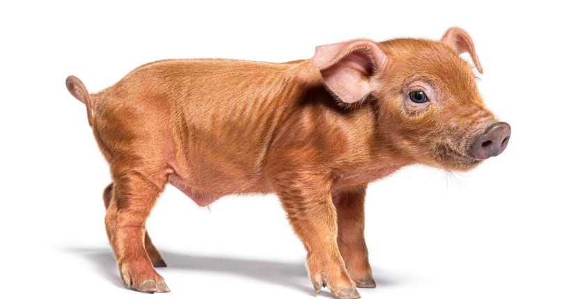 Duroc Domuzu Nasıl Bir Canlıdır?