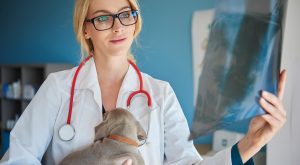 Veteriner Nedir? Alt Dalları Ve En Önemli Kullanılan Aletler Nelerdir?