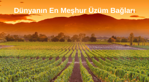 Dünyanın En Meşhur Üzüm Bağları