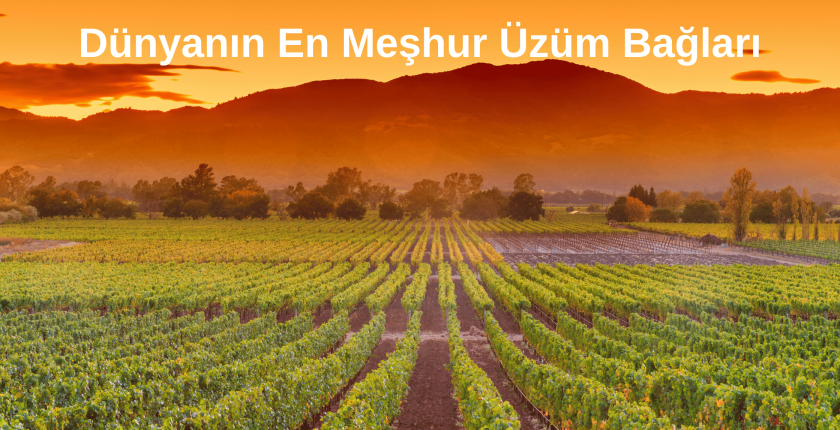 Dünyanın En Meşhur Üzüm Bağları