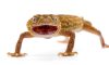 Doğanın Minik Harikası Geckolar Nasıl Canlılardır?