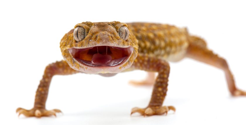 Doğanın Minik Harikası Geckolar Nasıl Canlılardır?