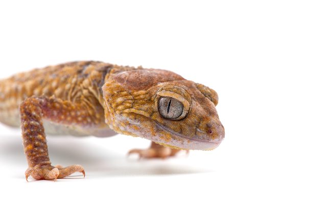 Doğanın Minik Harikası Geckolar Nasıl Canlılardır?