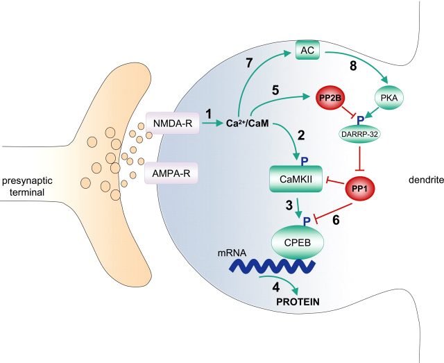 CaMKII Molekülü: Hücresel İşlevler ve Beyin Sağlığı Üzerindeki Rolü